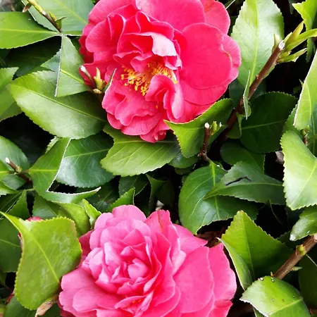 La Mergozzina Mergozzo