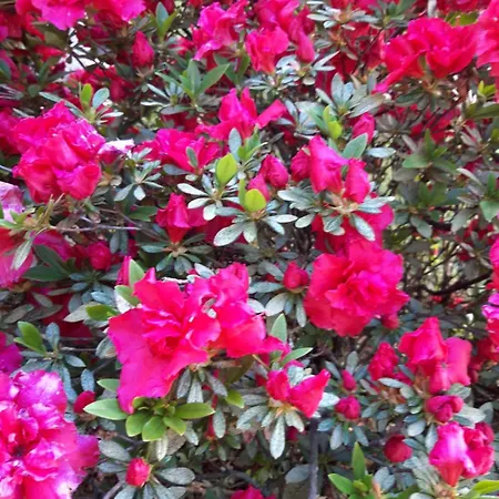 Vakantiehuis La Mergozzina *