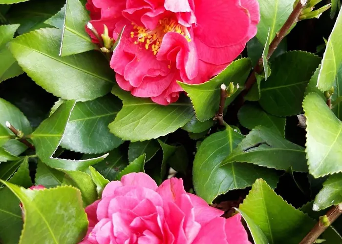 La Mergozzina メルゴッツォ