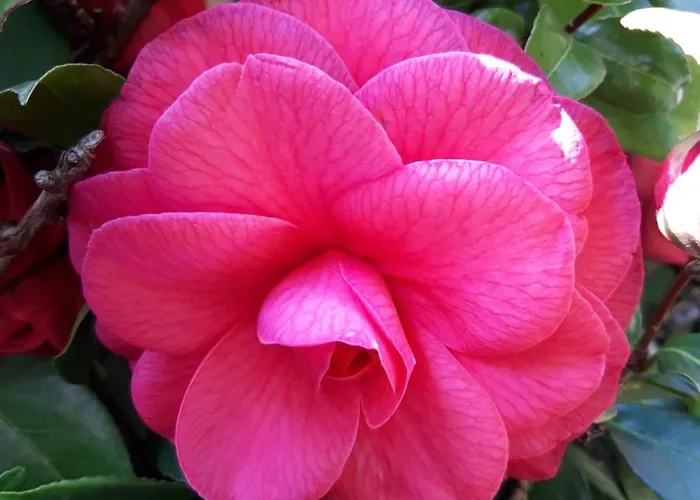 La Mergozzina 別荘