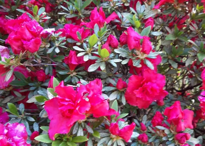 別荘 La Mergozzina *